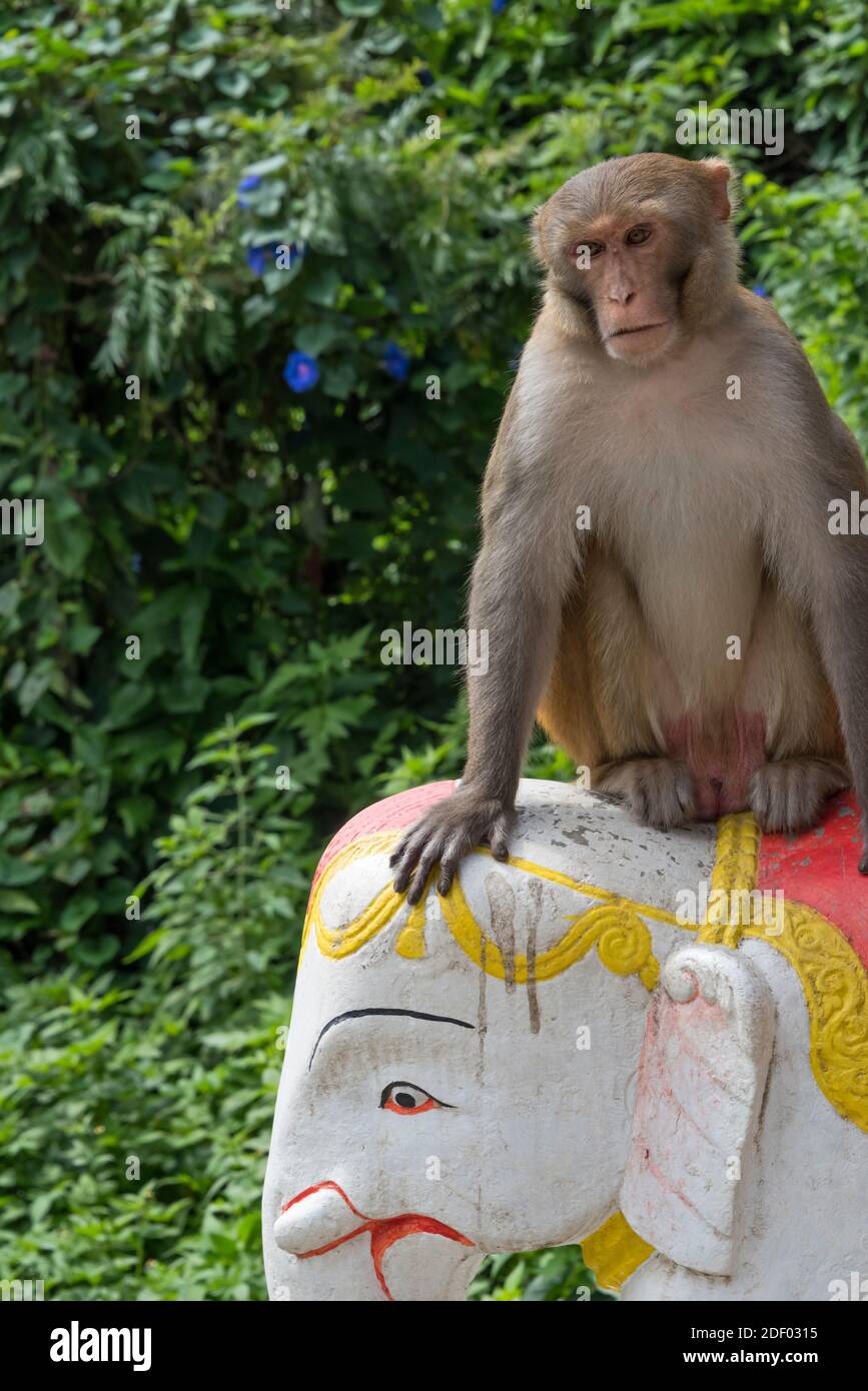 Affe auf einer Elefantenstatue, Swayambhunath, Kathmandu, Nepal Stockfoto