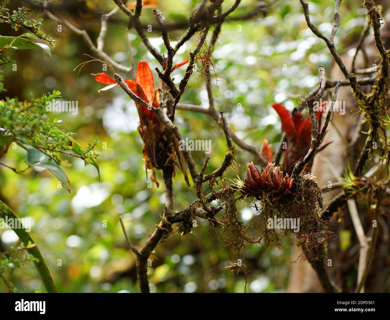 Bromelien und Moos wächst an einem Baum branchs, Regenwald, Costa Rica, Mittelamerika Stockfoto