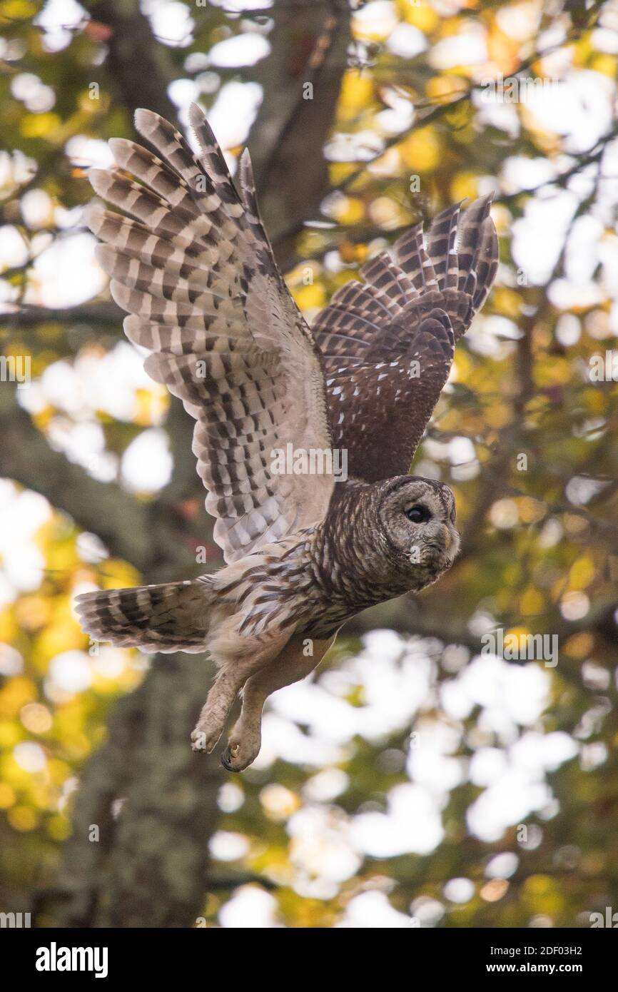 Eine Sperlingskauz fliegt über Skyline Drive, Teil des Shenandoah National Park, Virginia. Stockfoto