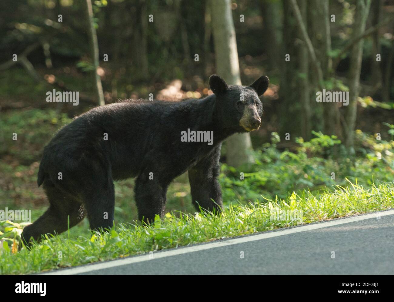 Ein amerikanischer Schwarzbär (Ursus americanus) versucht, Skyline Drive, Shenandoah National Park, Virginia zu überqueren. Stockfoto