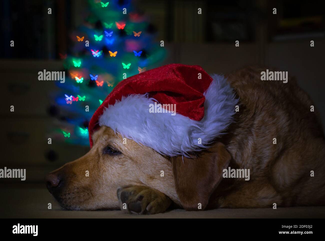 Gelber labrador Hund mit Weihnachtsmann Hut schläft vor Weihnachtsbaum mit bunten Lichtern im Hintergrund. Stockfoto