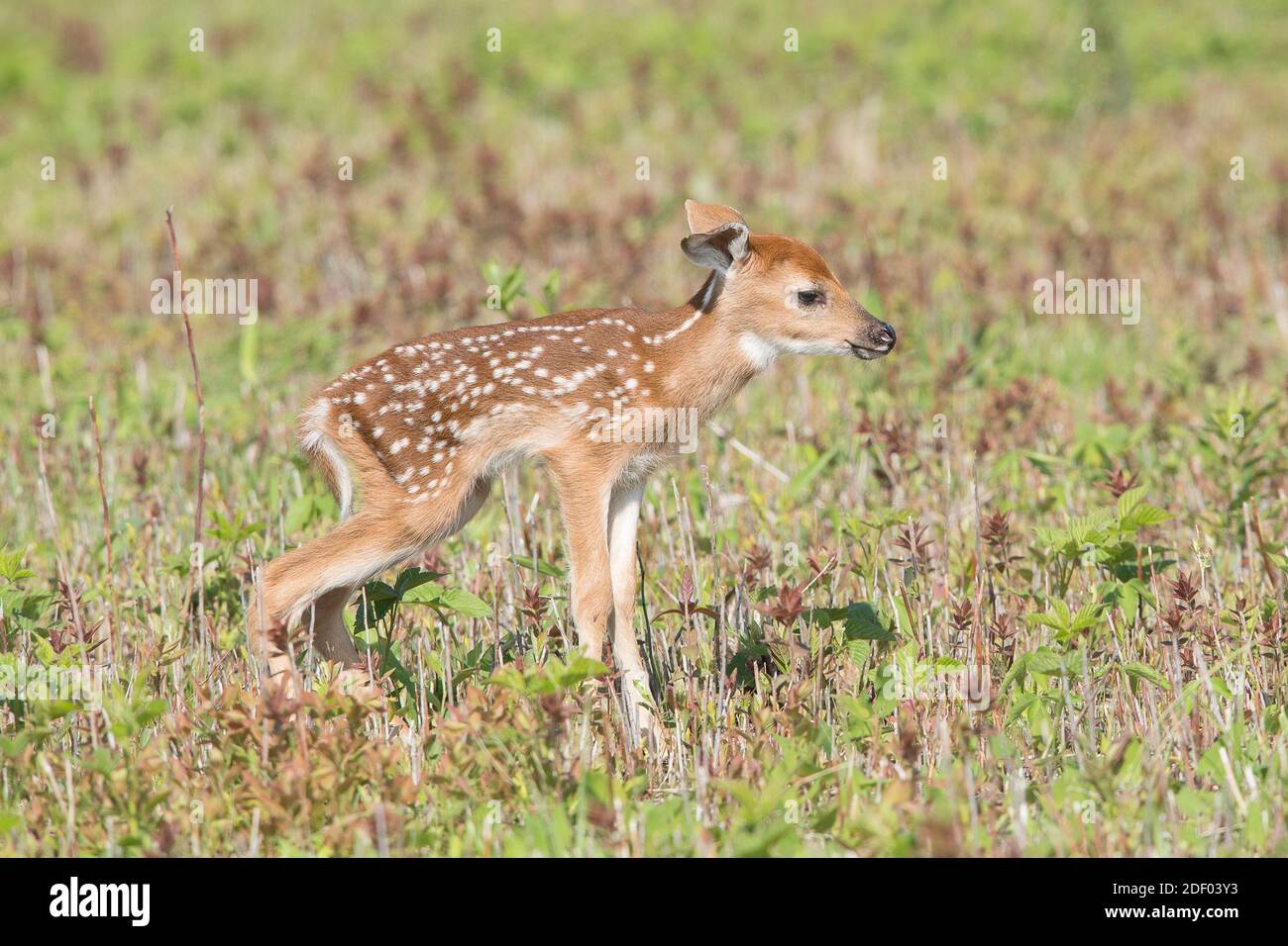 Ein Neugeborenes Weißschwanzhirsch-Rehkitz versucht, nach der Geburt zu stehen. Stockfoto