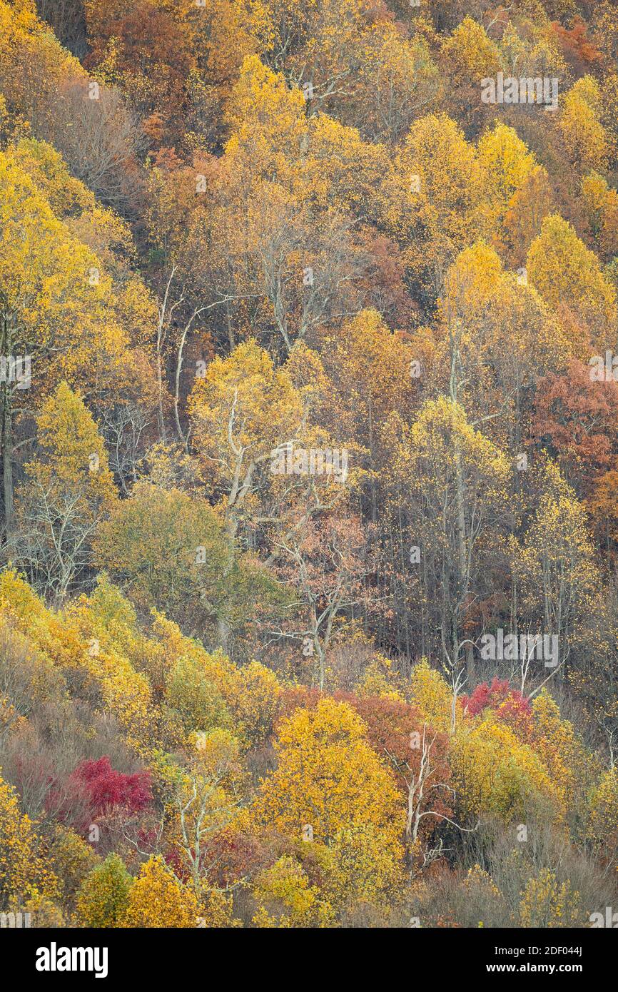 Herbstlaub bedeckt die Wälder im Shenandoah National Park und Shenandoah Valley in Virginia. Stockfoto