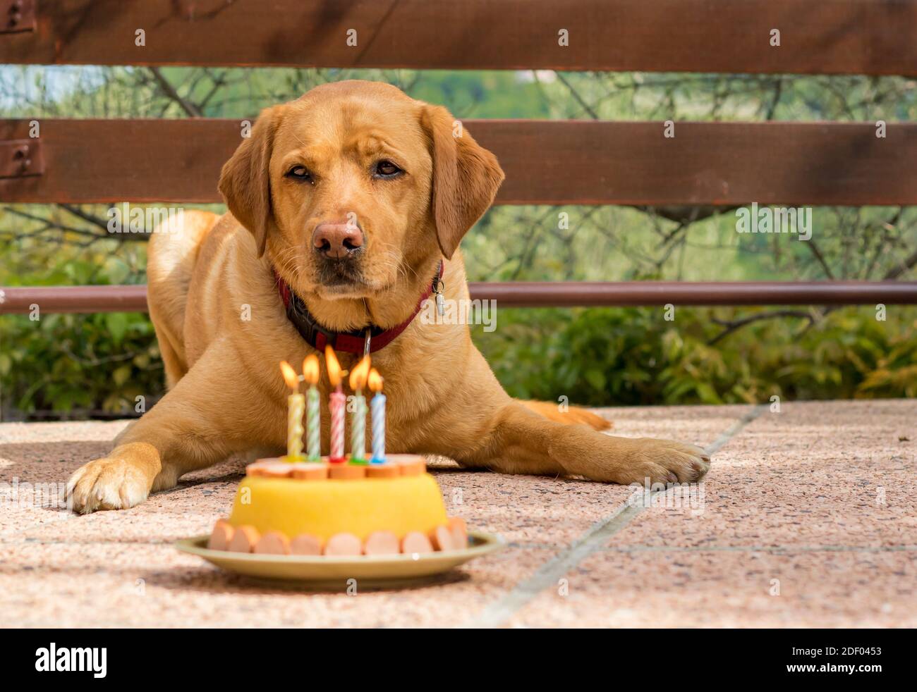 Fuchsrote labrador-Hündin feiert ihren fünften Geburtstag mit einer Mais- und Würstchenhundgeburtstorte und fünf brennenden Kerzen auf dem Kuchen. Stockfoto