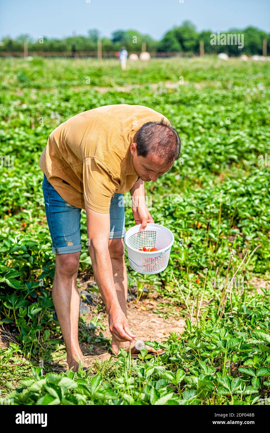 Junger Mann pflückt Erdbeeren Beeren, die sich in Grün nach unten streckt Feldreihen Bauernhof hält Korb mit roten Früchten im Sommer Stockfoto