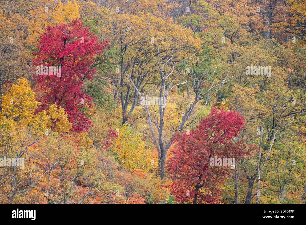 Herbstlaub bedeckt die Wälder im Shenandoah National Park in Virginia. Stockfoto