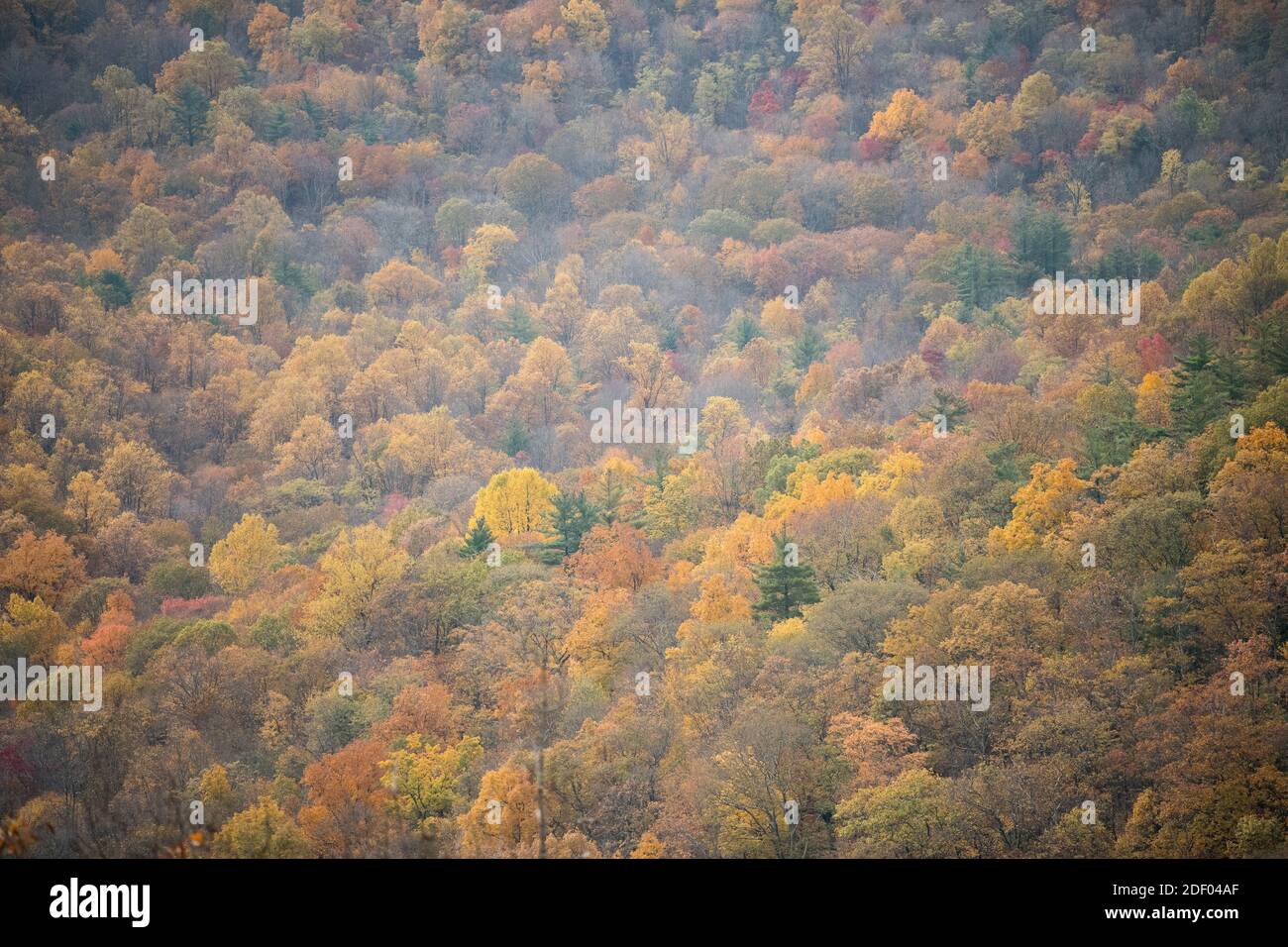 Herbstlaub bedeckt die Wälder im Shenandoah National Park in Virginia. Stockfoto