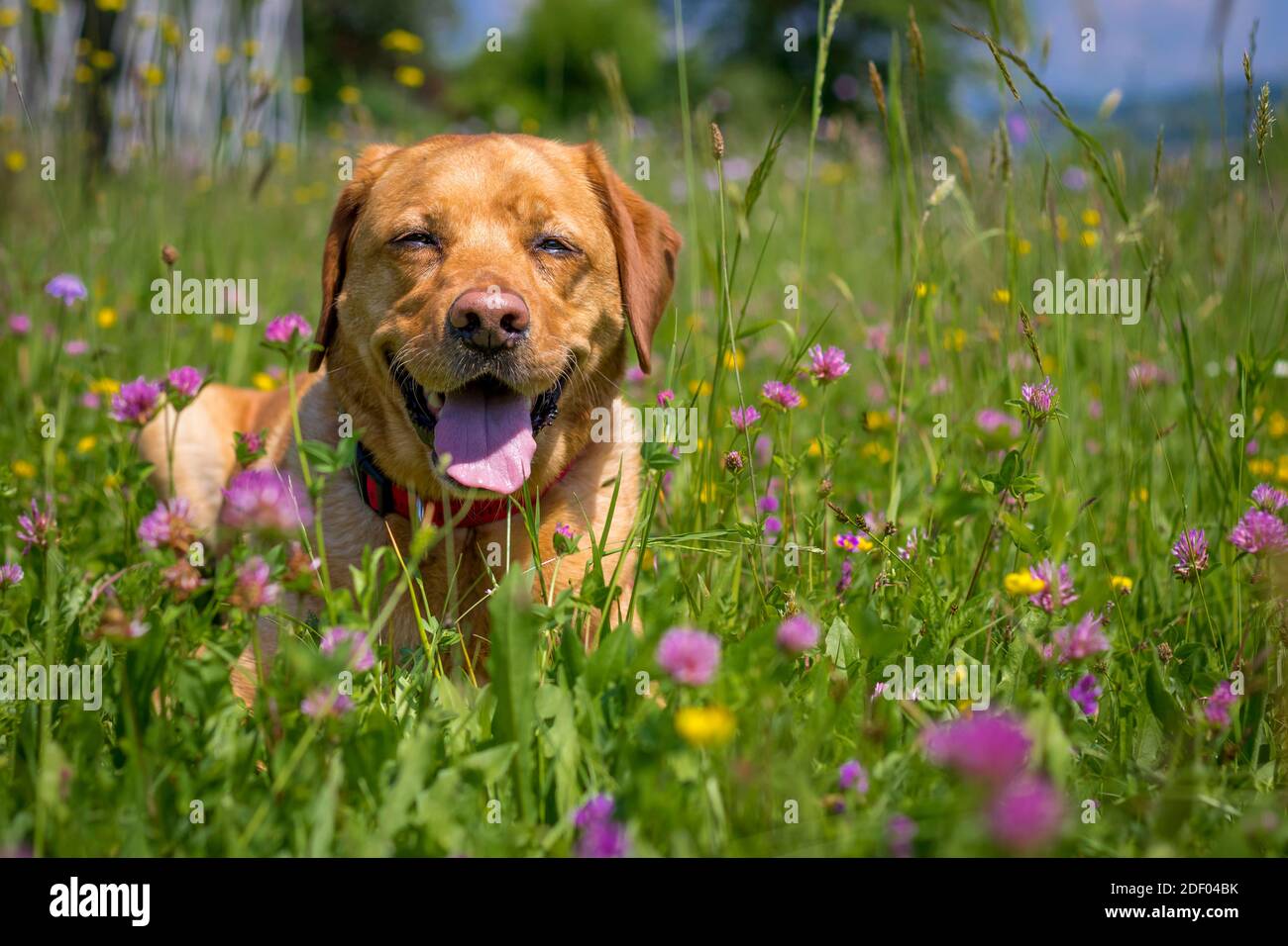 Extrem glücklich Fuchs rot labrador Retriever lächelnd, zwischen bunten Blumen der Frühlingswiese liegend, Blick auf die Kamera. Stockfoto