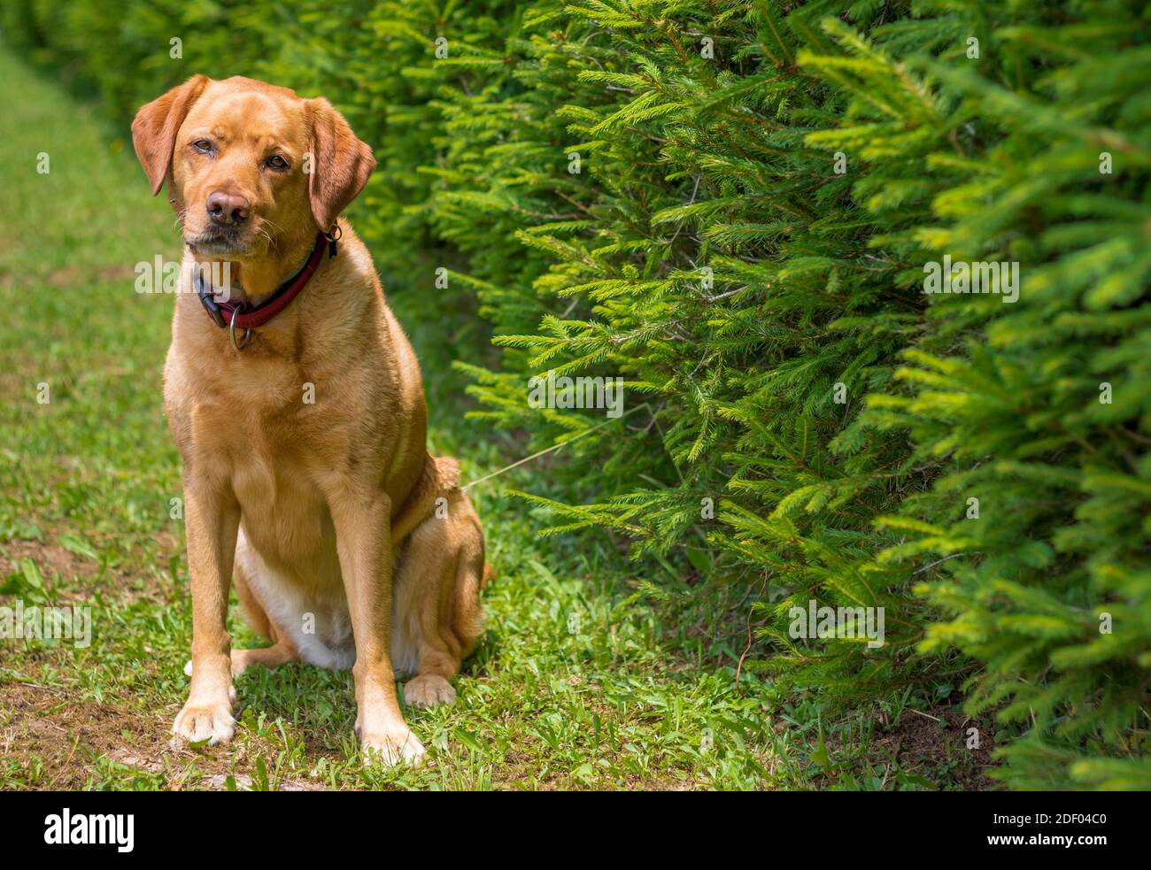 Hund gelb labrador Retriever sitzt und posiert mit leicht gekipptem Kopf vor grünen Pinien. Stockfoto