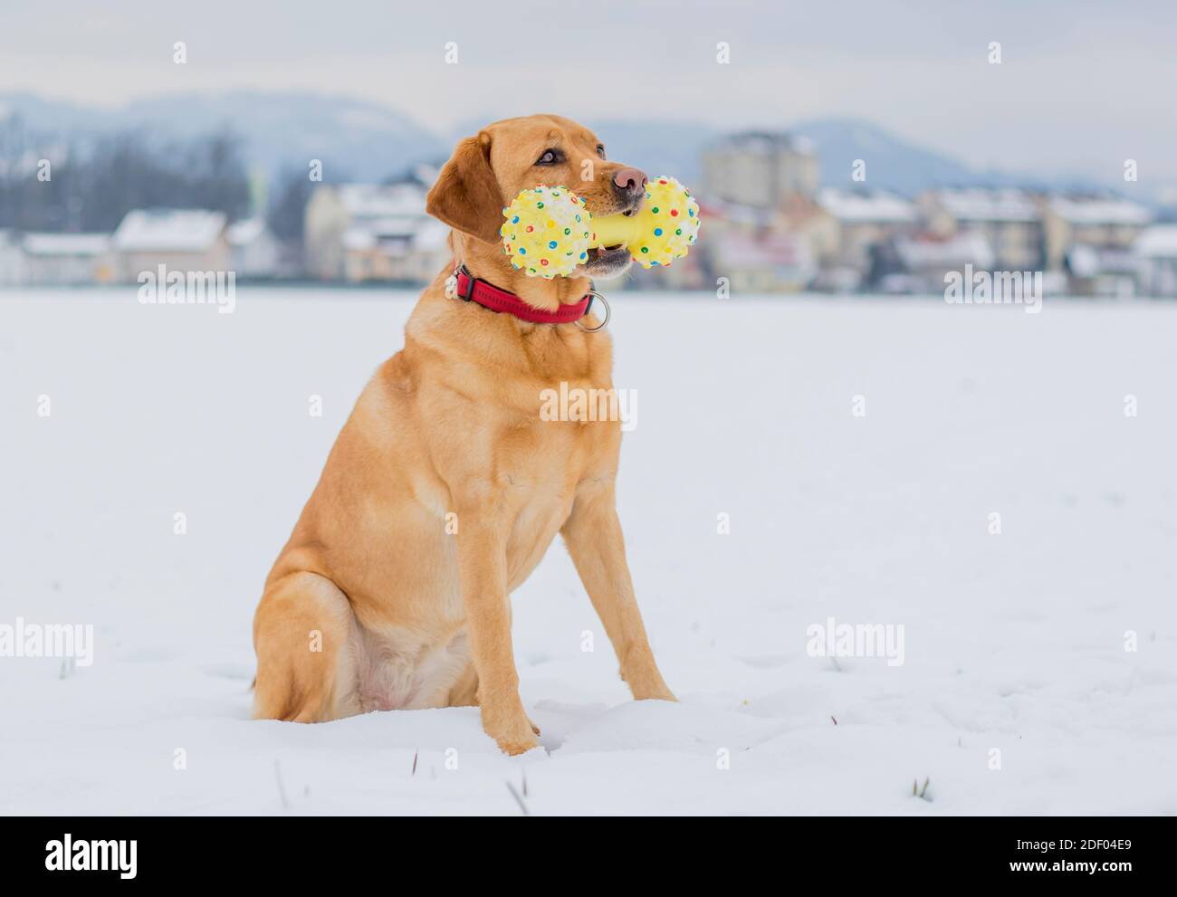 Gelber labrador Retriever Hund liegt und posiert im Schnee, nachdem er mit ihrem Lieblings-gelben Spielzeug gespielt hat. Ein müder Hund ist ein glücklicher Hund. Stockfoto