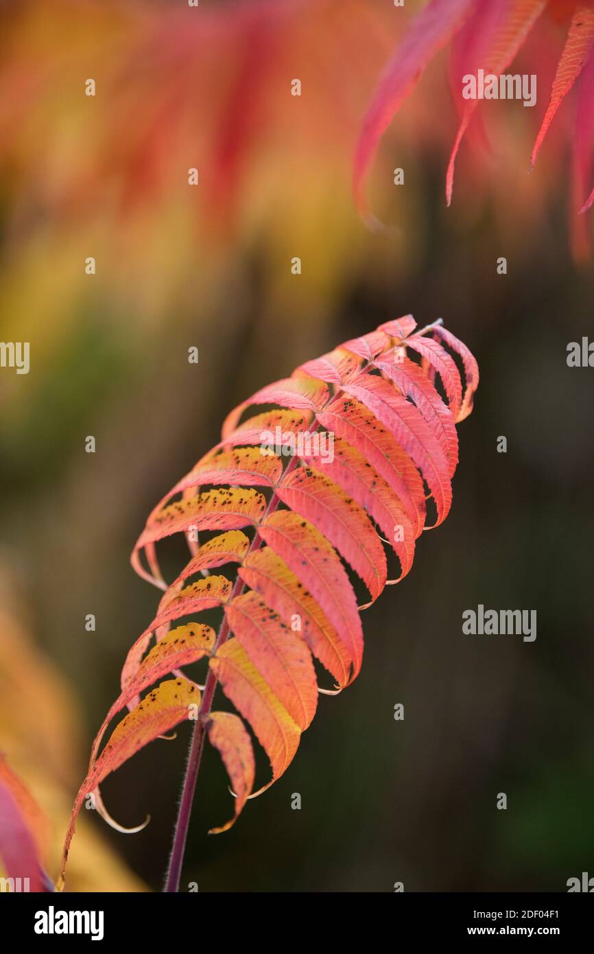 Rote, orange und gelbe Farben erscheinen im Herbst auf Sumac-Blättern. Stockfoto