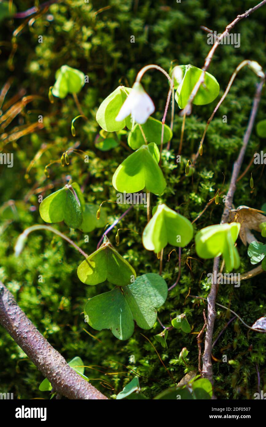 Eine Nahaufnahme von Waldschneehalken in der Sächsischen Schweiz, Deutschland. Stockfoto