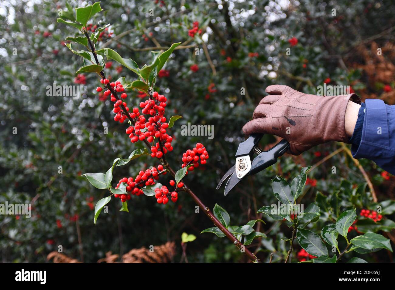 Ernte Schneiden von Holly Beeren für Chirstmas in Woodlands, Shropshire, Großbritannien, Großbritannien Stockfoto