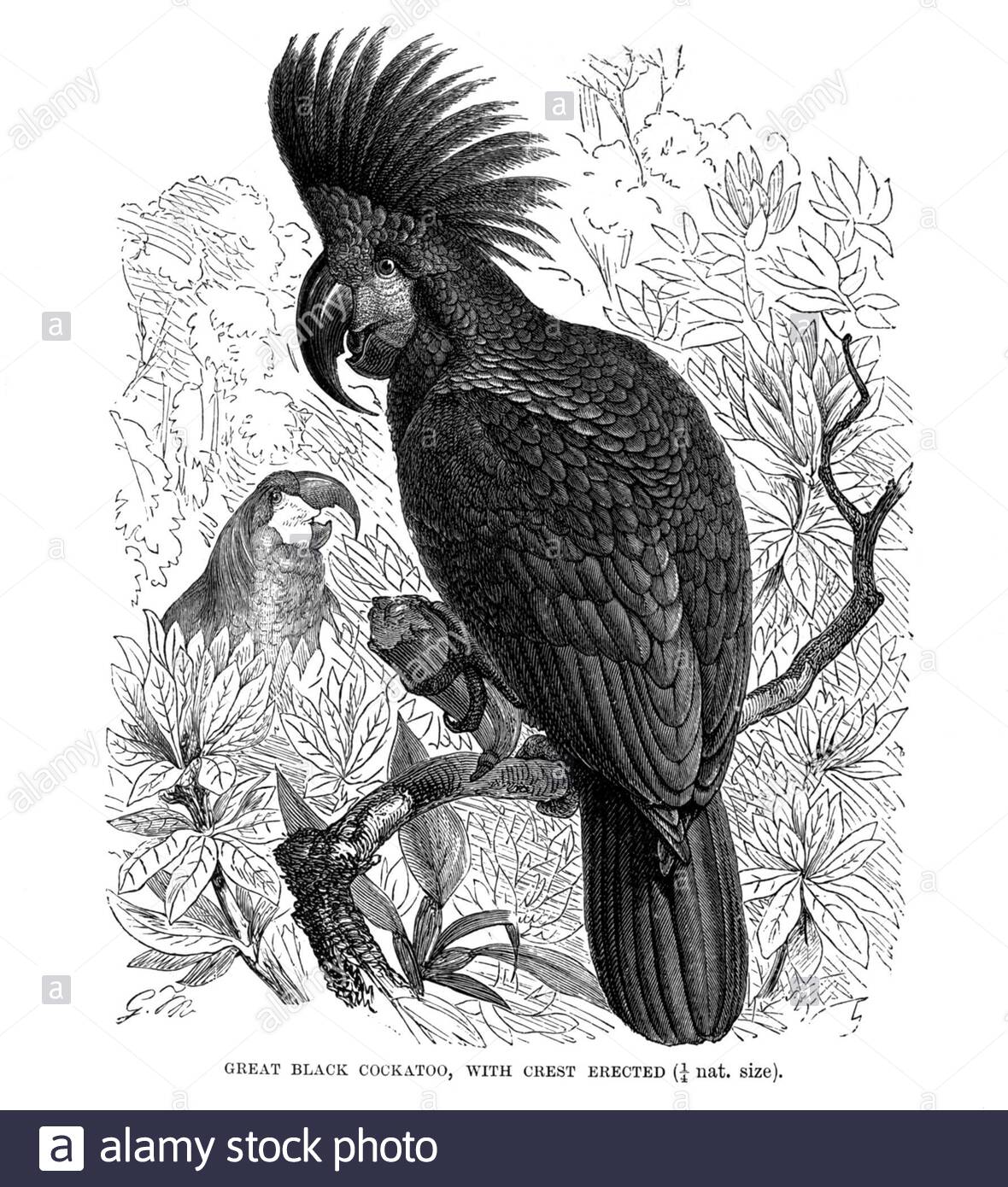 Großer schwarzer Cockatoo, Vintage Illustration von 1895 Stockfoto