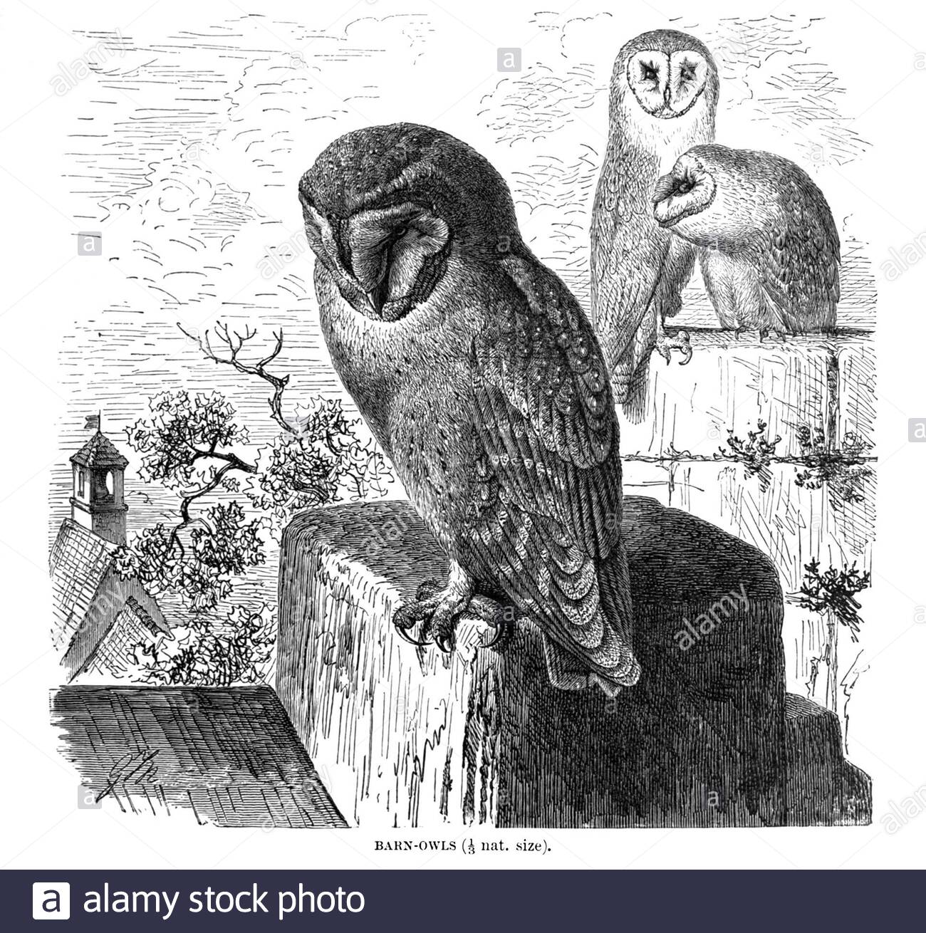 Scheune Owl, Vintage Illustration von 1895 Stockfoto