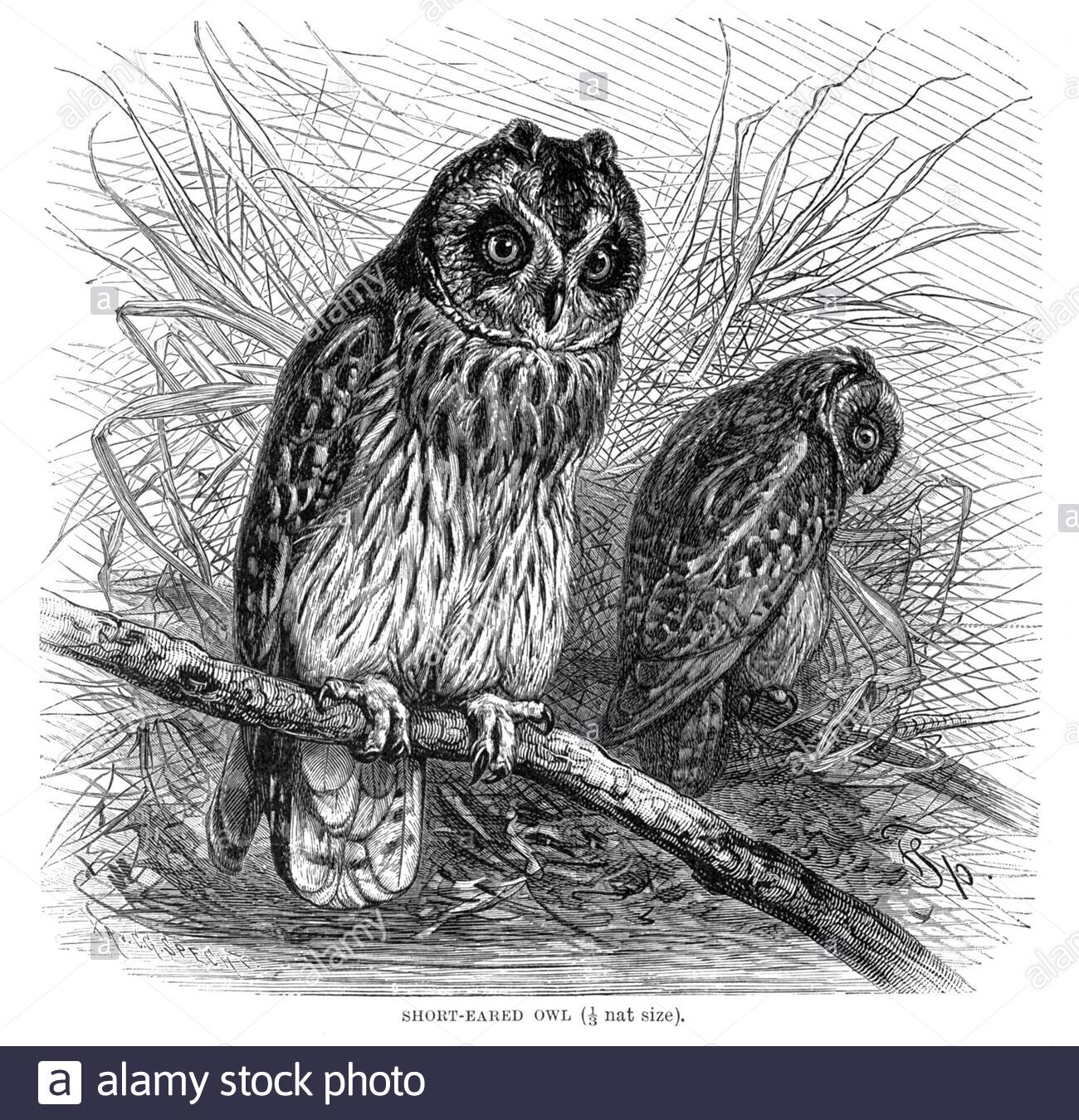 Kurzohreule, Vintage Illustration von 1895 Stockfoto