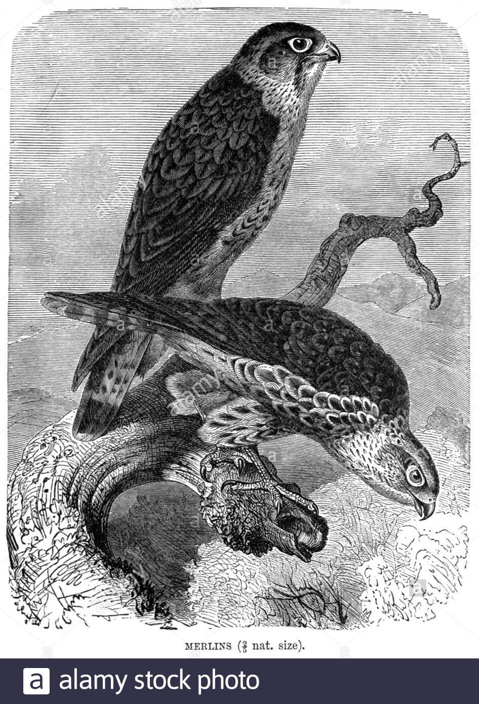 Merlin, Vintage Illustration von 1895 Stockfoto