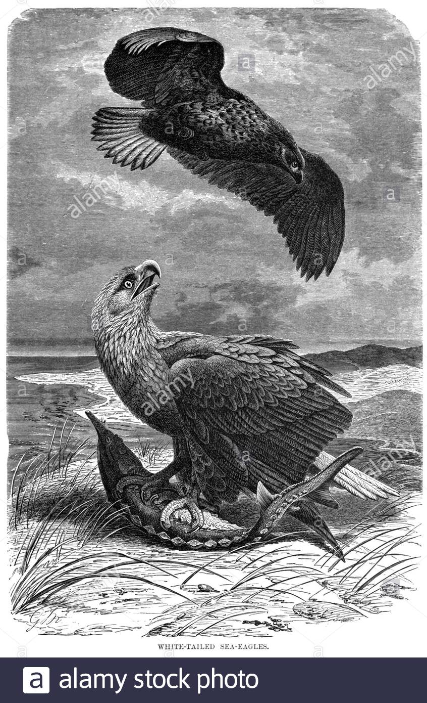 Seeadler mit weißem Schwanz, Vintage-Illustration von 1895 Stockfoto