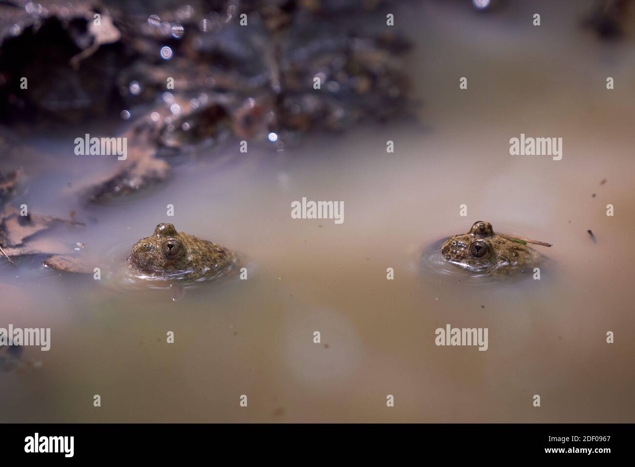 Zwei kleine Frösche im Wasser Stockfoto