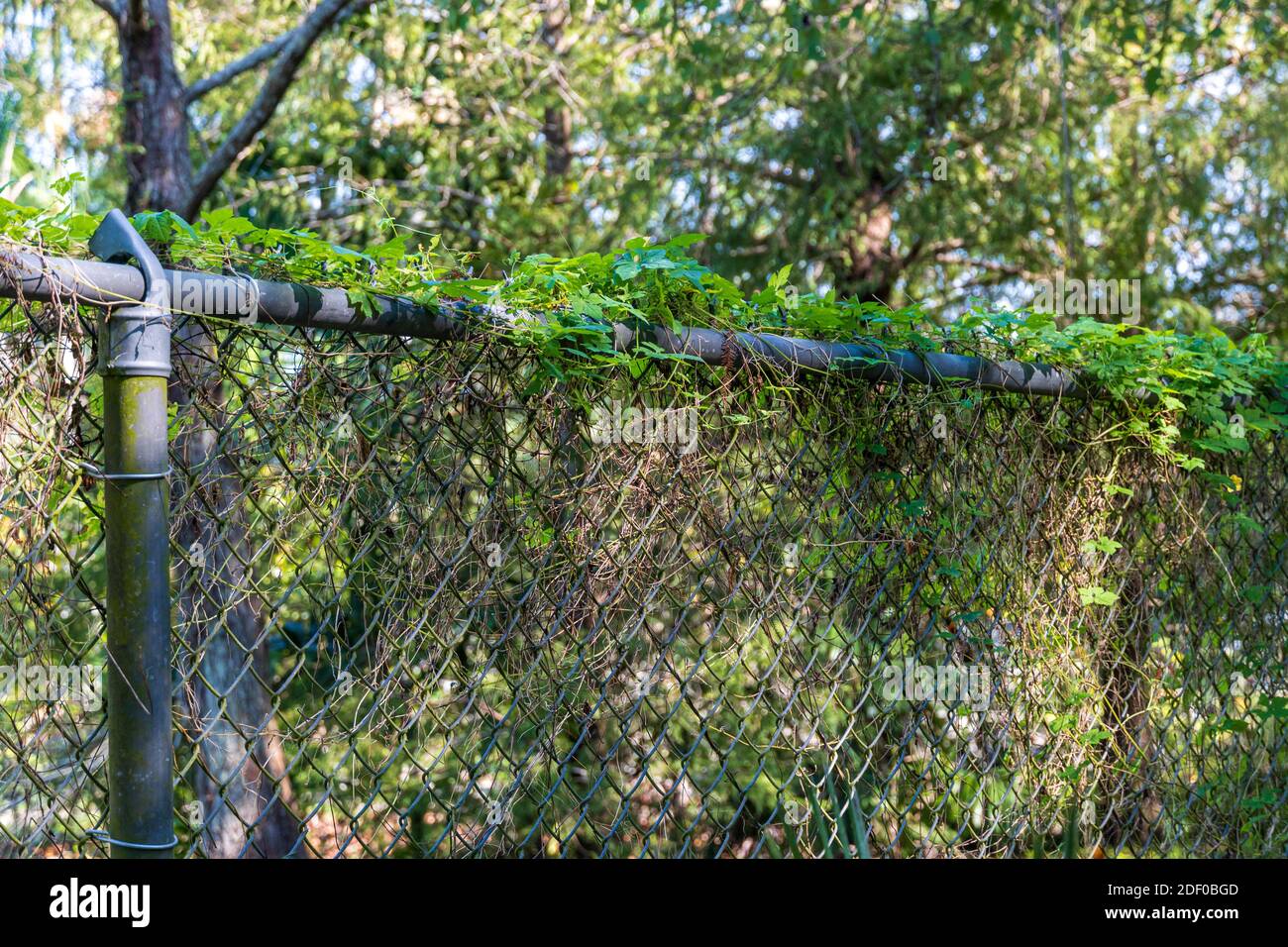 Kettengliederzaun mit Reben bedeckt, Pflanzenwachstum - Davie, Florida, USA Stockfoto