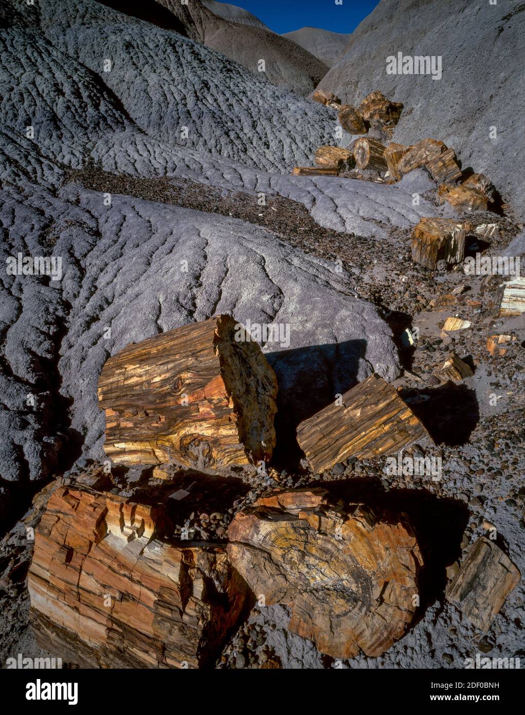 Versteinertes Holz, Blue Mesa, Petrified Forest National Park, Arizona Stockfoto