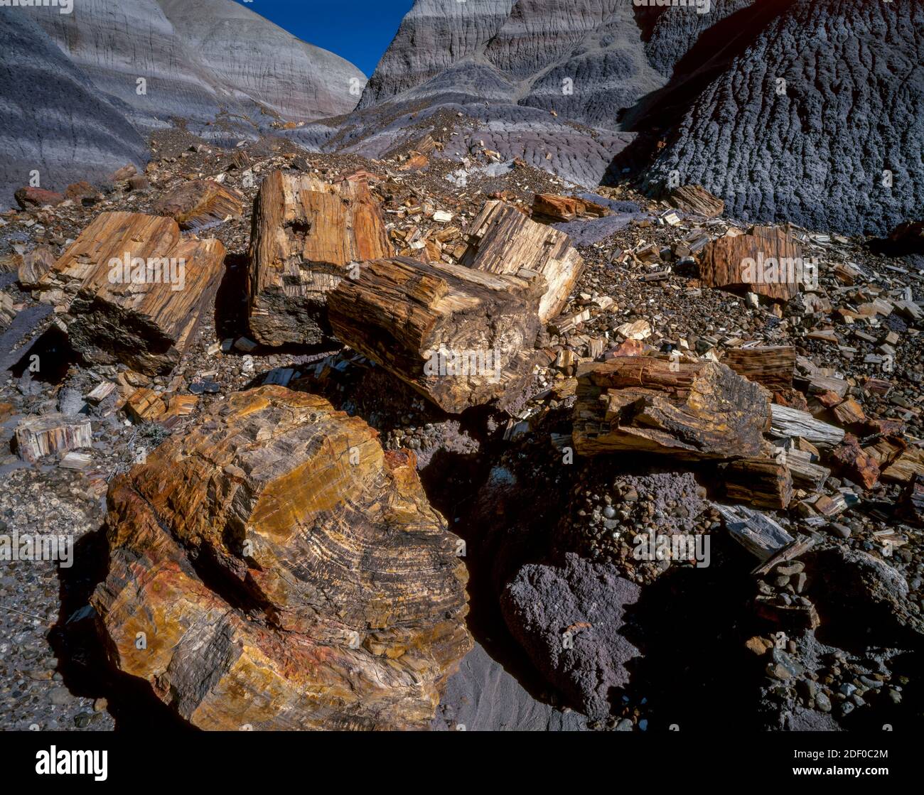 Versteinertes Holz, Blue Mesa, Petrified Forest National Park, Arizona Stockfoto