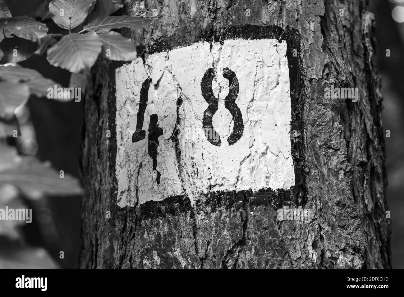 Wiesbaden Hessen Deutschland Wald im Herbst Stockfoto