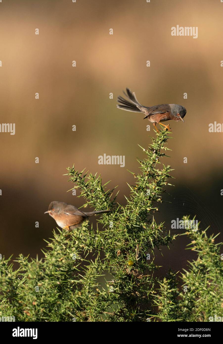 Männliche und weibliche Dartford-Waldsänger-Sylvia undata Barches auf gemeinsamen Gorse-Ulex. Herbst Stockfoto