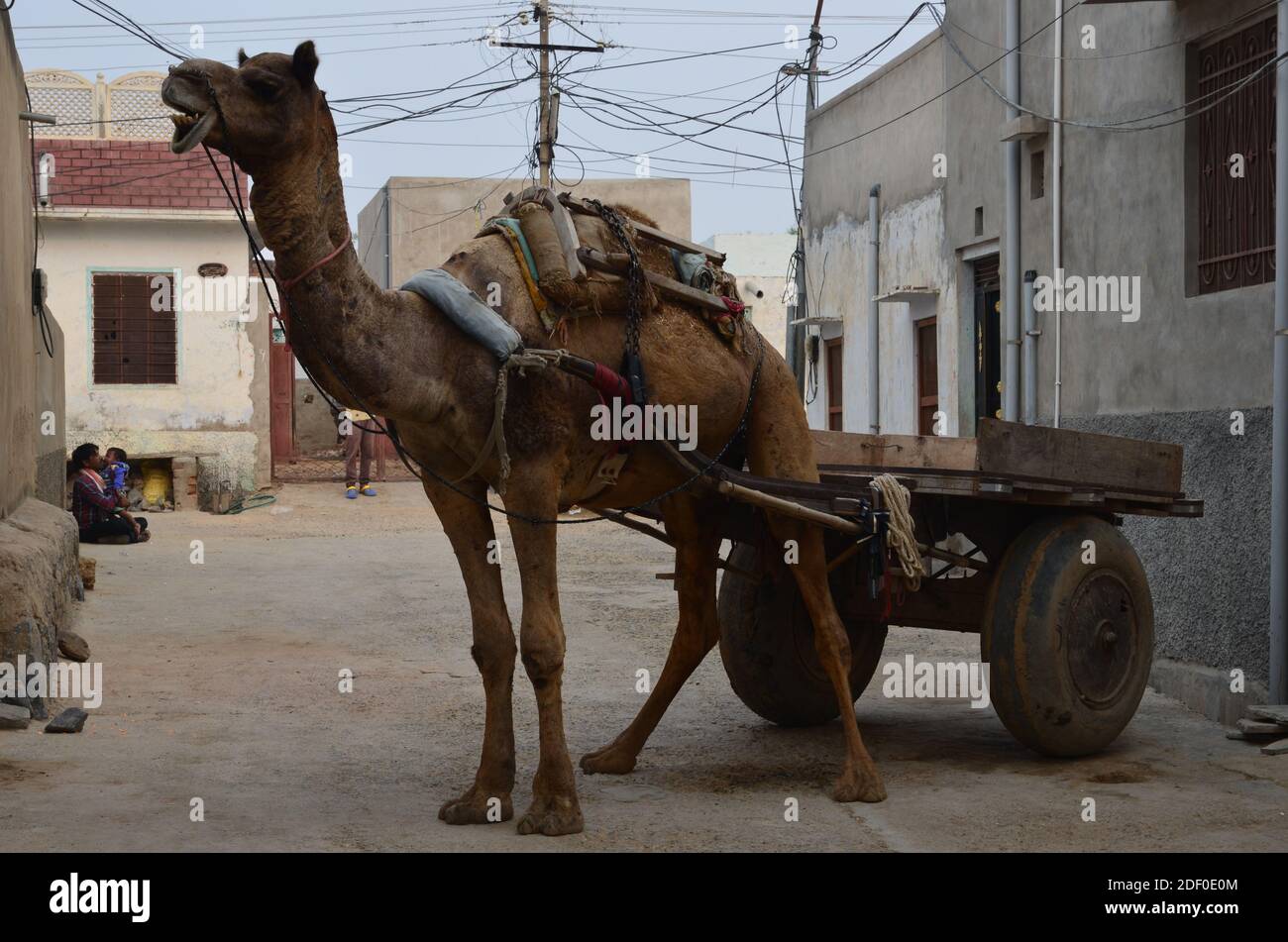 Nachhaltiger emissionsfreier LKW in Rajasthan: Dromedary zieht einen Wagen Stockfoto