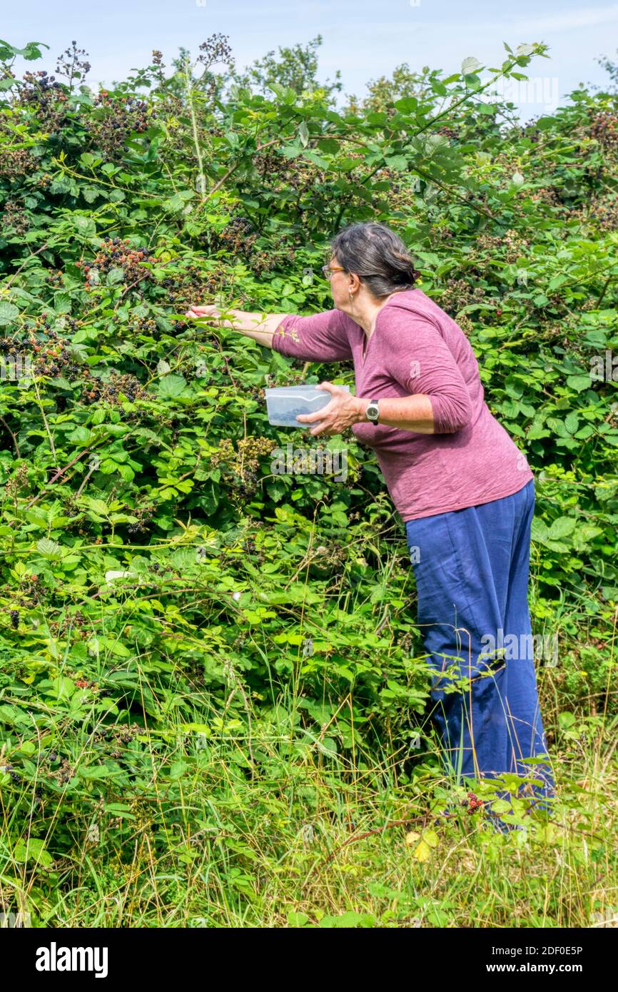 Frau sammelt wilde Brombeeren. Stockfoto