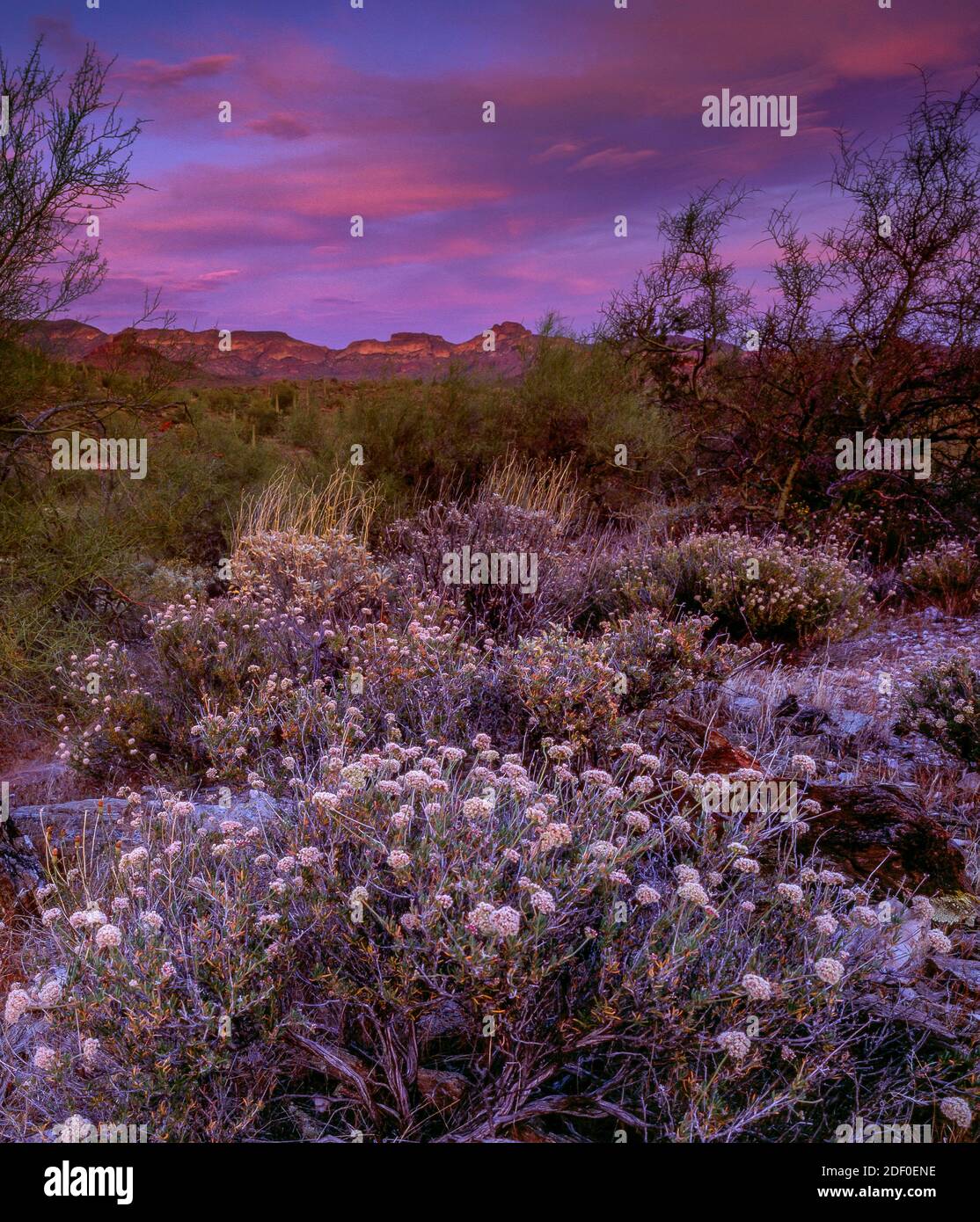 Sonnenuntergang, Buchweizen, Superstition Mountains, Tonto National Forest, Arizona Stockfoto