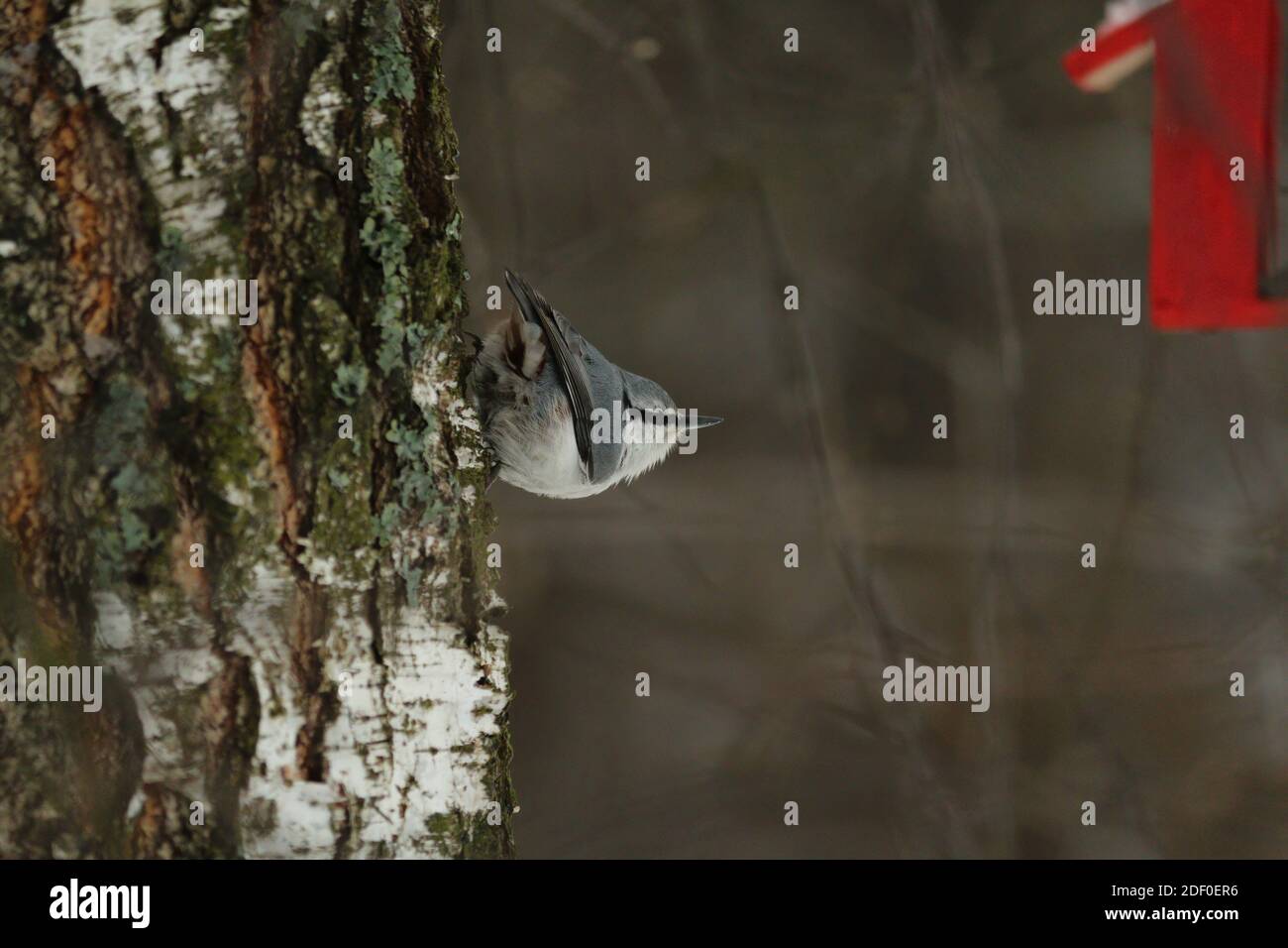 Holz-Nuthatch oder Eurasischer Nuthatch oder Sitta europaea. Ein gewöhnlicher Kleiber mit weiß-grauem bläulichem Gefieder sitzt auf einem Birkenstamm. Stockfoto