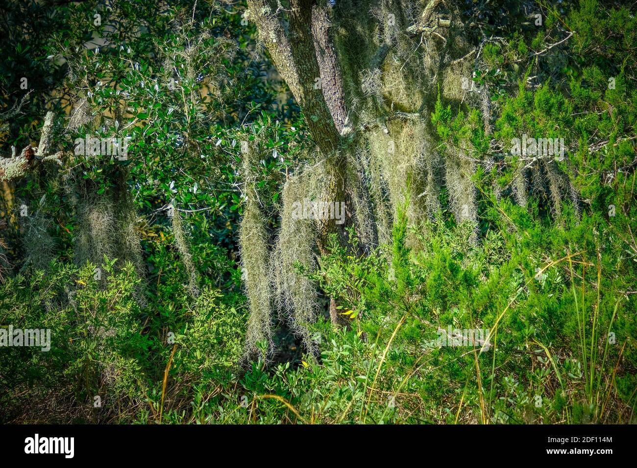 Spanische Moos in südlichen Sträuchern Stockfoto