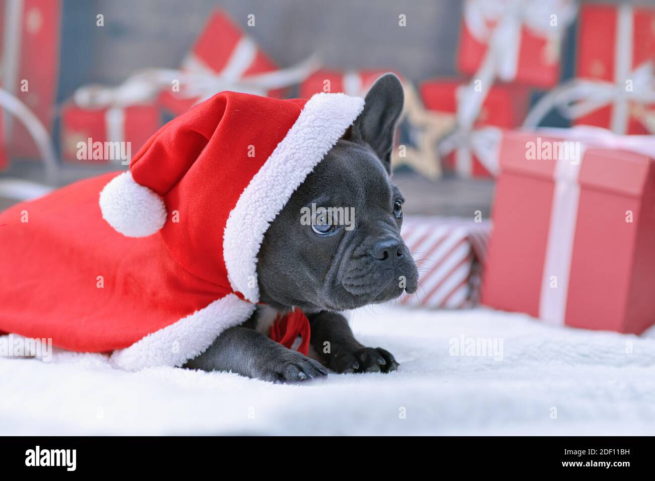 Junge französische Bulldogge Hund Welpen tragen roten Weihnachten Santa Cape Über einem Ohr vor festlich verschwommenem Hintergrund Stockfoto