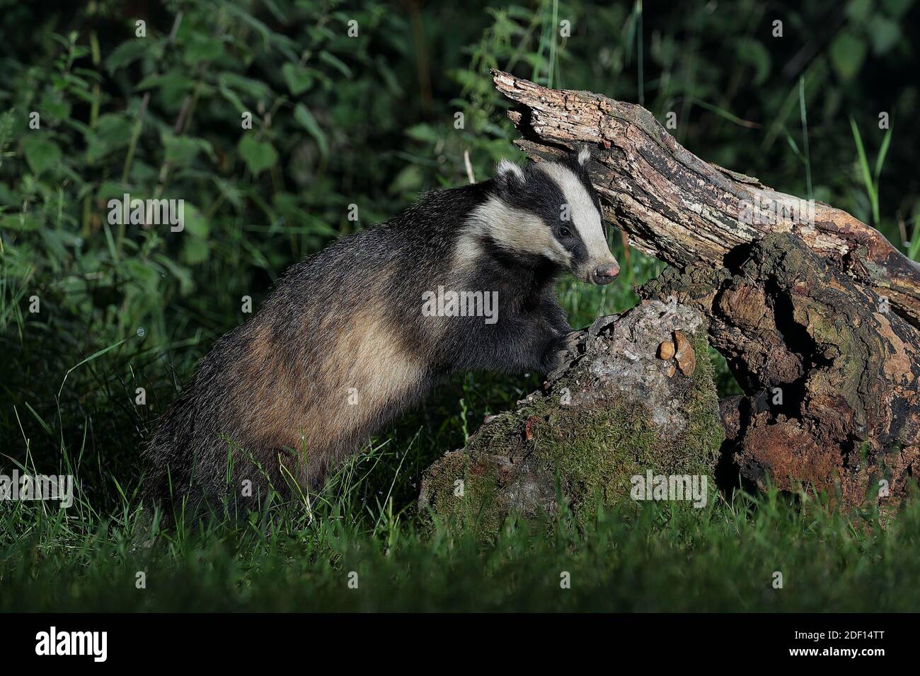 Der Europäische Dachs, auch als Eurasischer Dachs bekannt, ist eine Dachsart in der Familie Mustelidae, die in fast ganz Europa beheimatet ist. Stockfoto