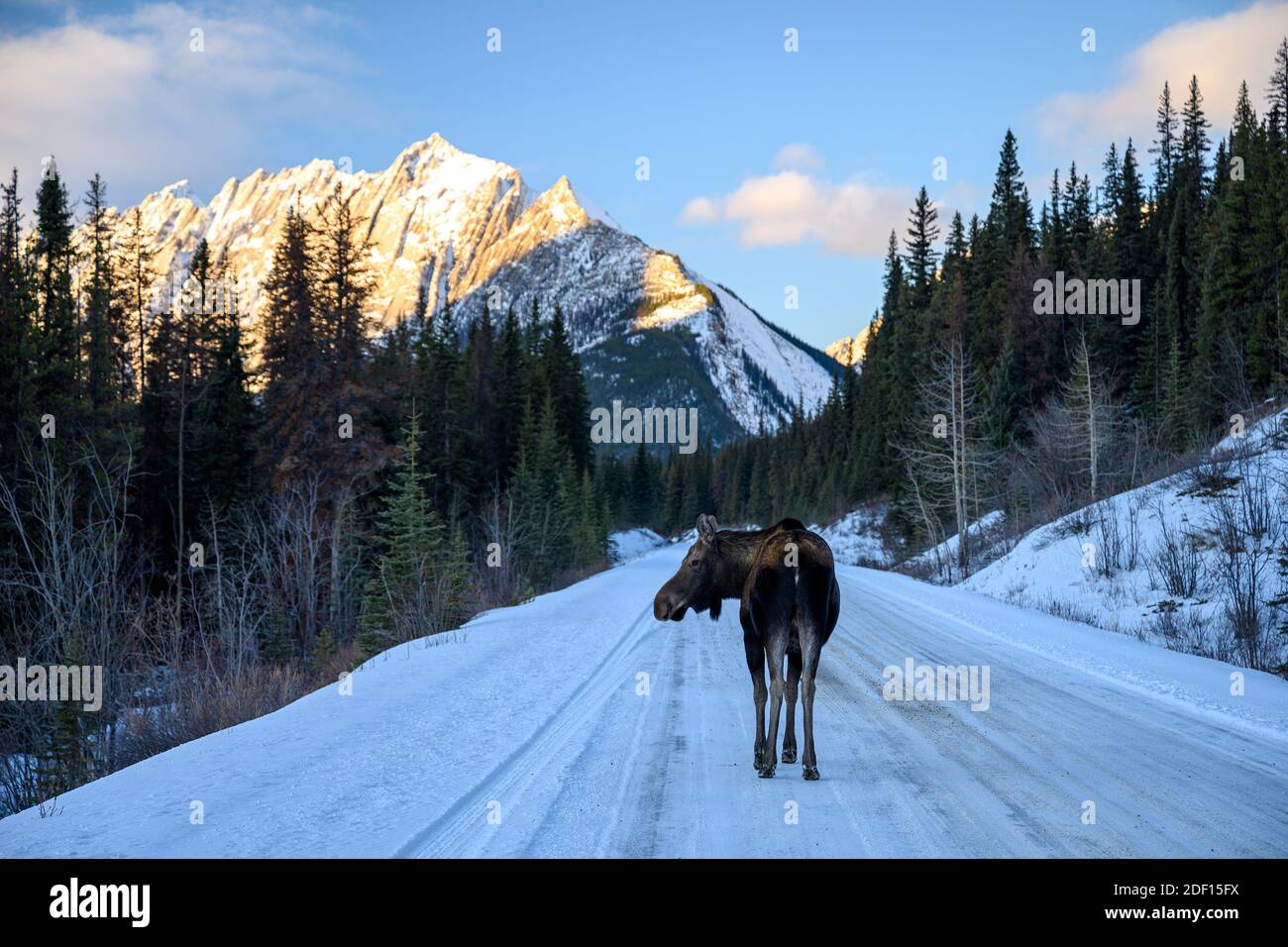 Elch (Alces alces) kann eine gefährliche Verkehrssituation erstellen durch die Kreuzung von der verschneiten Straße in Kanada Stockfoto