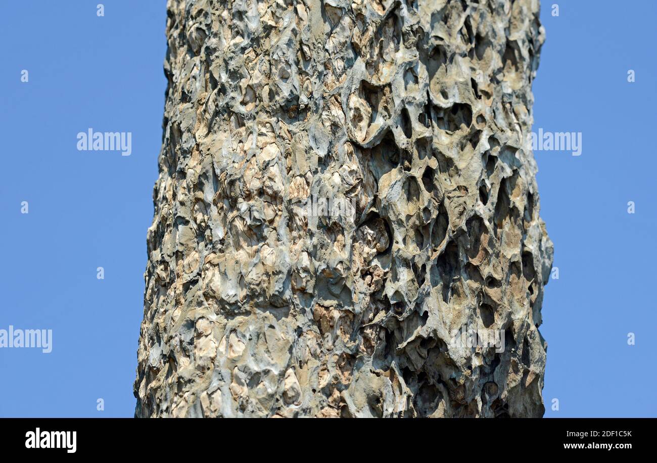 Ein Baumstamm, der im Sommerpalast in Peking, China, mit etwas Gips oder Zement geflickt wurde Stockfoto