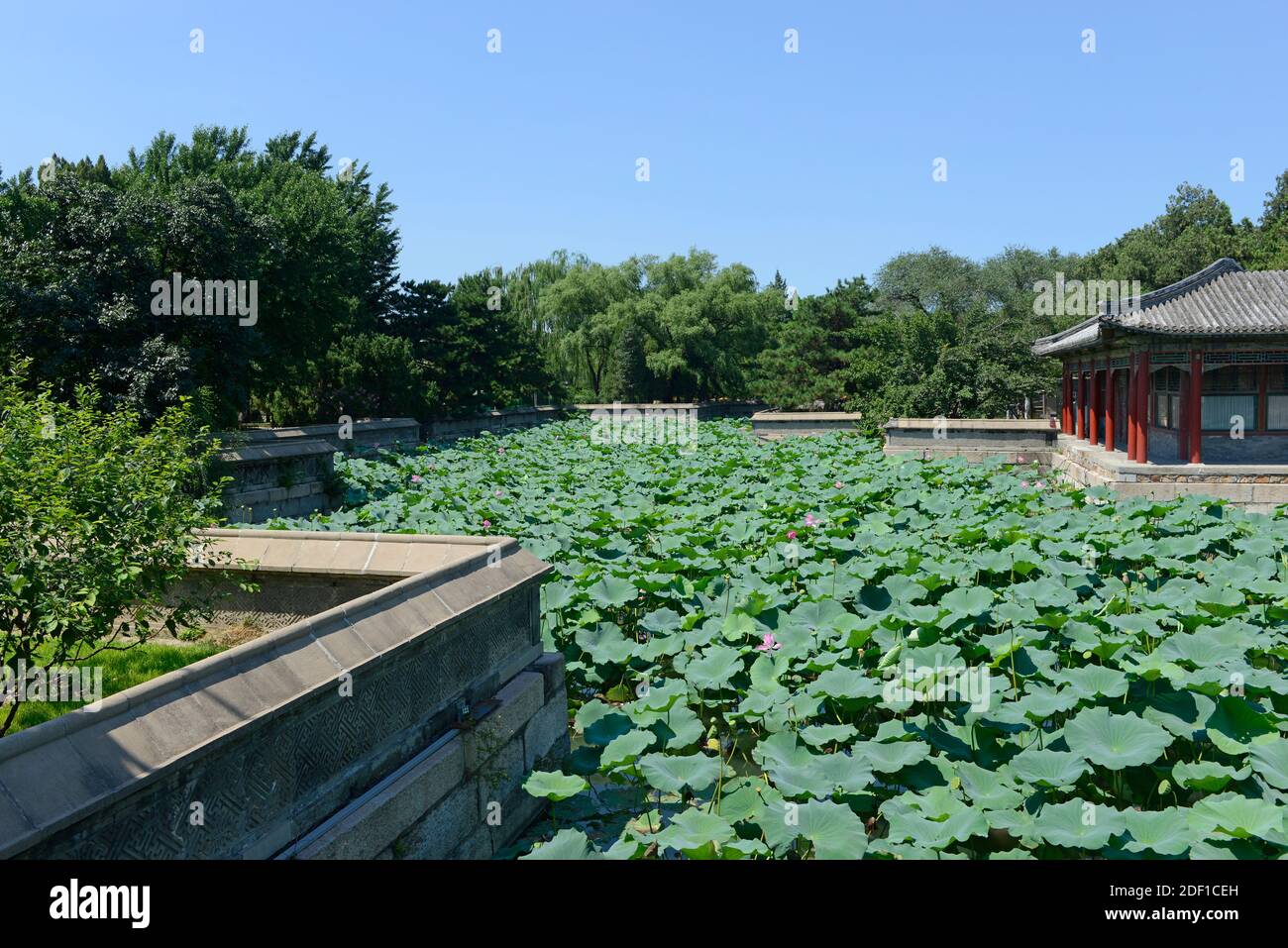 Lotuspflanzen bedecken einen Teichbereich am Kunming-See im Sommerpalast in Peking, China Stockfoto