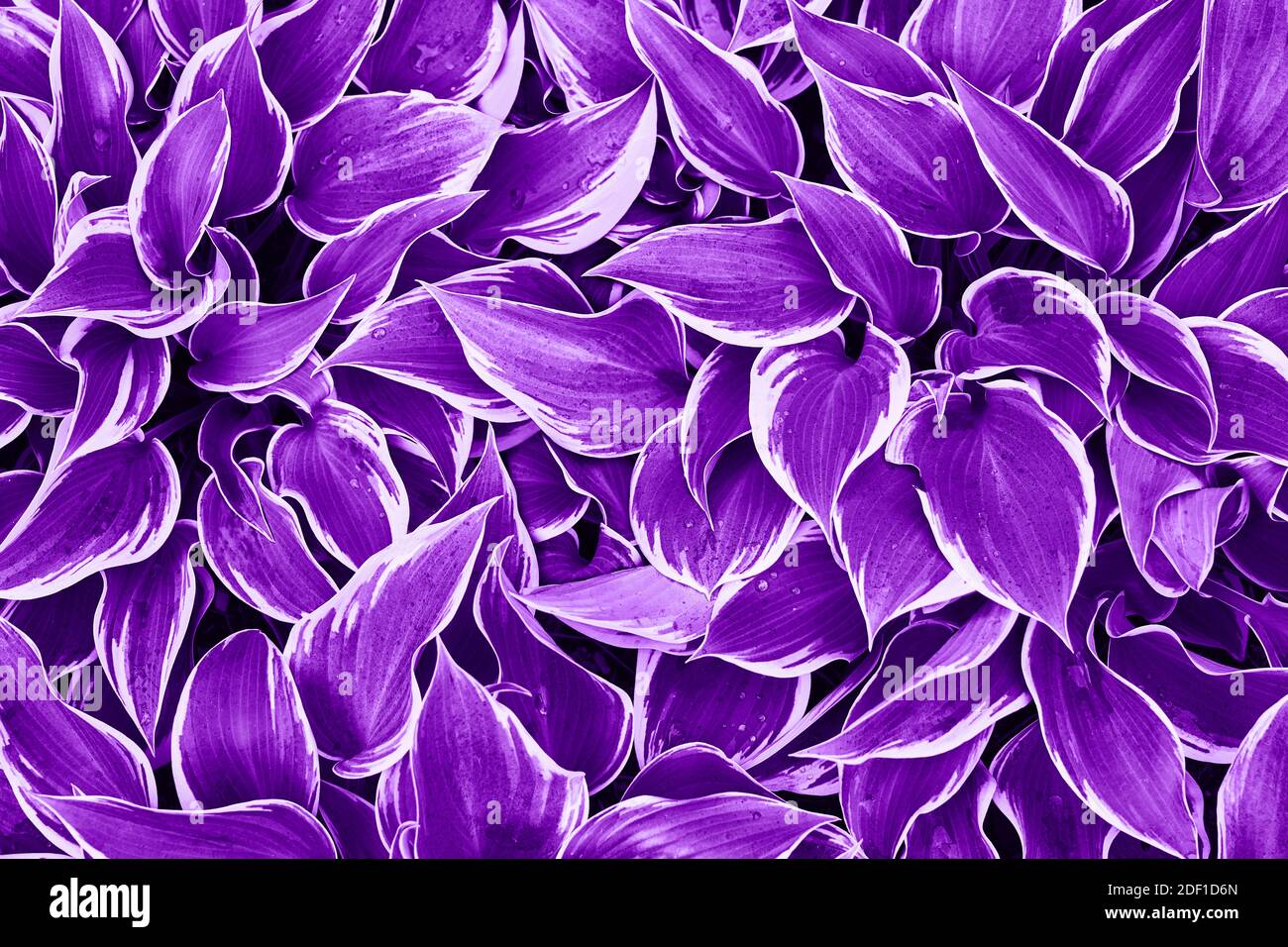 Ultra Violet Hintergrund aus frischen Blättern. Abstrakter Hintergrund. Farbe des Jahres 2019 Konzept. Blick von oben. Stockfoto