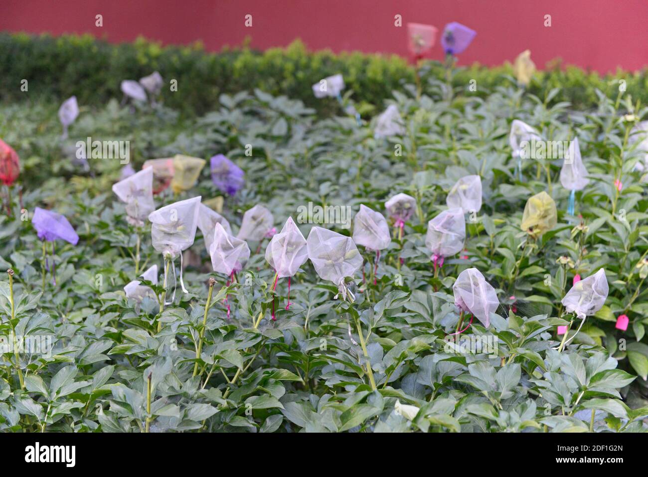 Sämeköpfe werden verpackt, um die Samen zu sammeln, wenn sie reif in einem Blumenbeet in einem Park in Peking, China Stockfoto