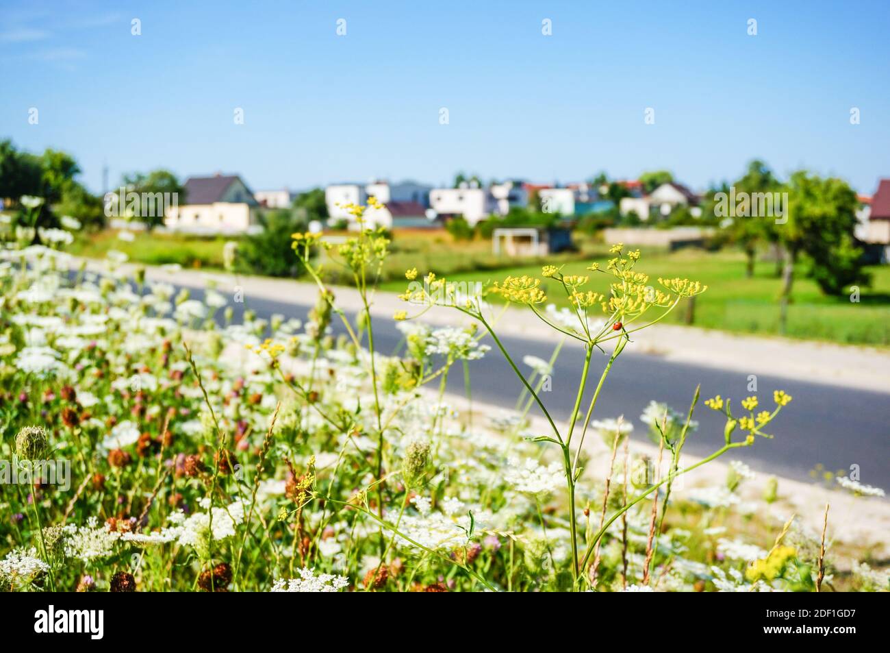 Eine Nahaufnahme eines gelb blühenden Grases gegen eine Nachbarschaft Anzeigen Stockfoto