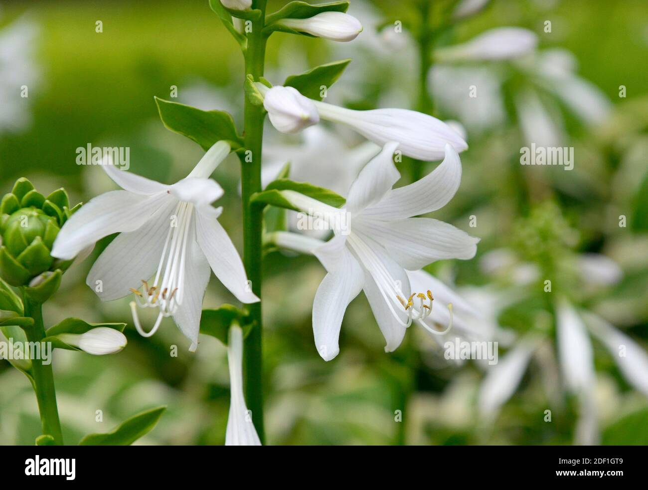 Eine Nahaufnahme einer Spitze von Hostablüten, die ihre Blütenblätter, Stigmen und Staubgefäße in einem Park in Peking, China, deutlich zeigt Stockfoto