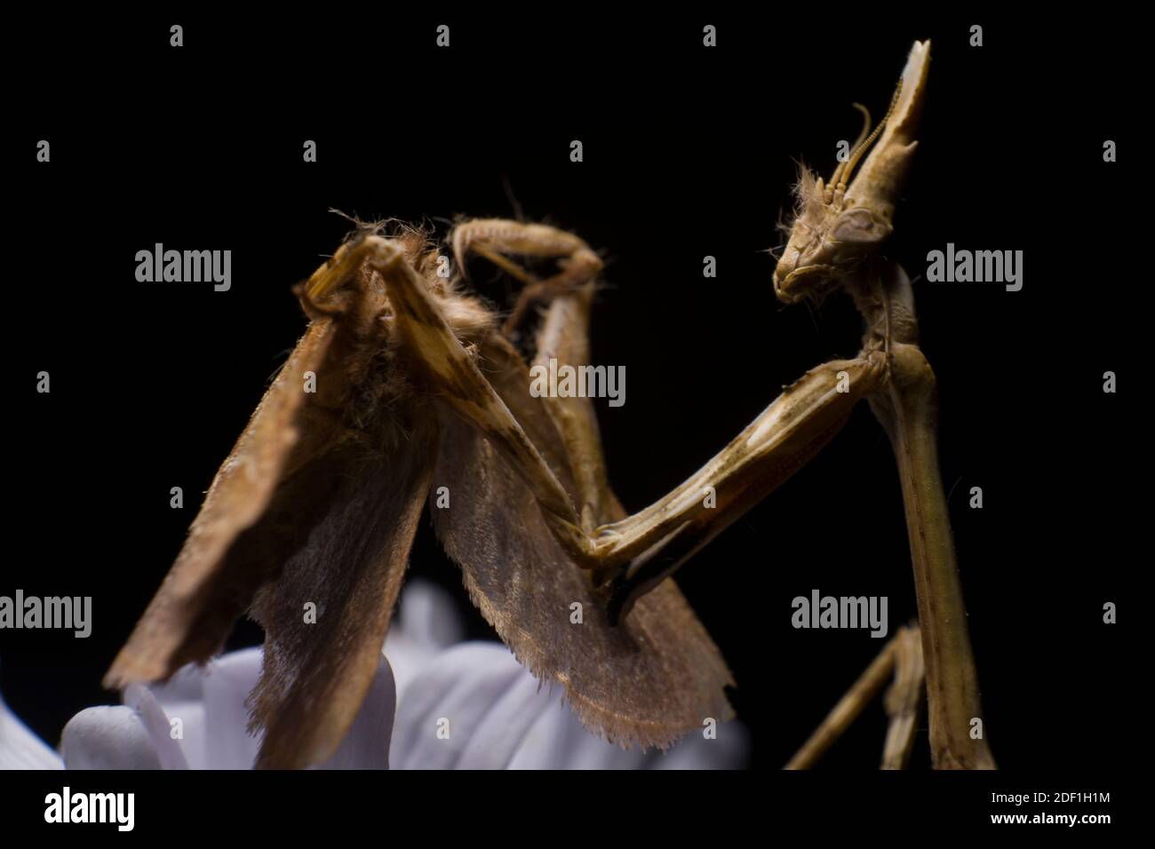 Empusa frisst eine Motte auf schwarzem Hintergrund, Mantis Makrofotografie Stockfoto