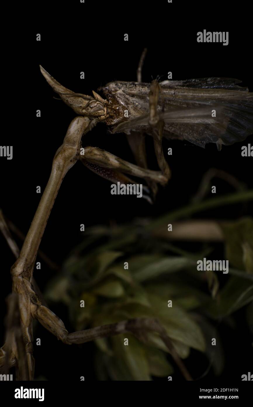 Eine Kegelkopfmantis verschlingenein Motten-, Wildtier-Monster-Makro Stockfoto