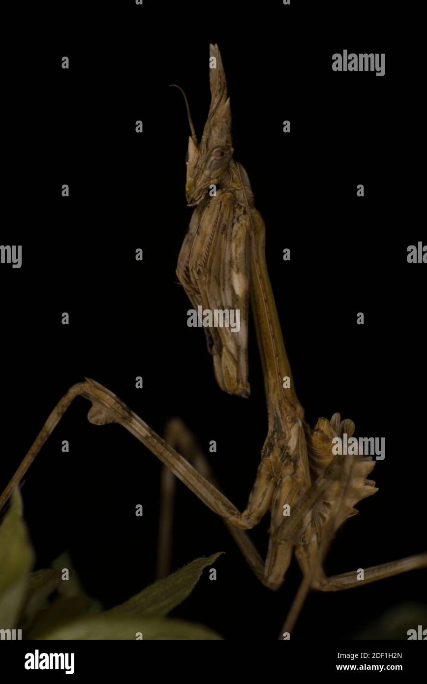 Extreme Makro, Empusa conehead Mantis auf dunklem Hintergrund Stockfoto