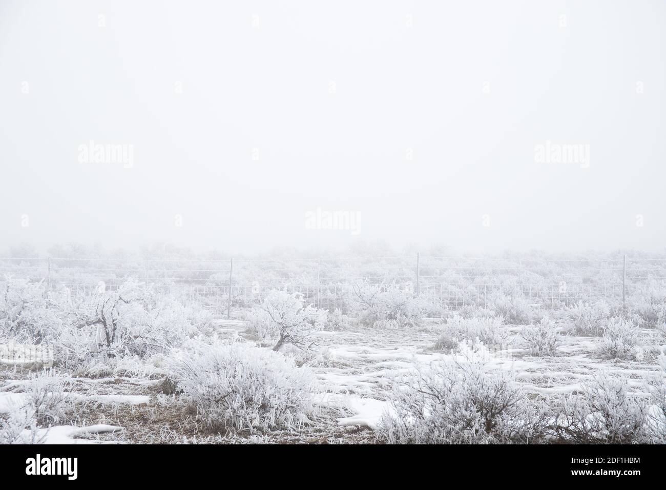 Neblige Winterlandschaft mit frostbedeckten Büschen Stockfoto