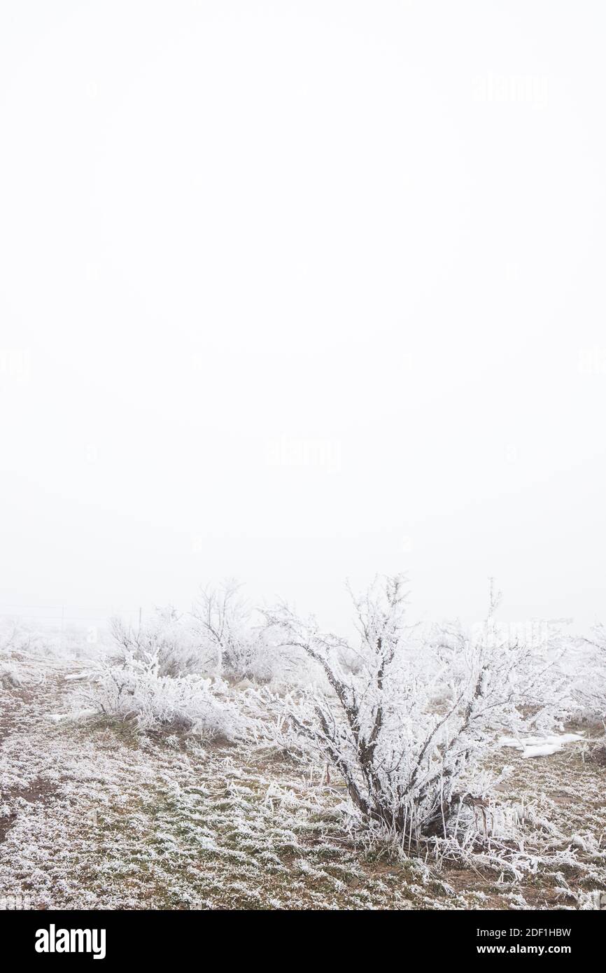 Neblige Winterszene mit frostbedeckten Büschen Stockfoto
