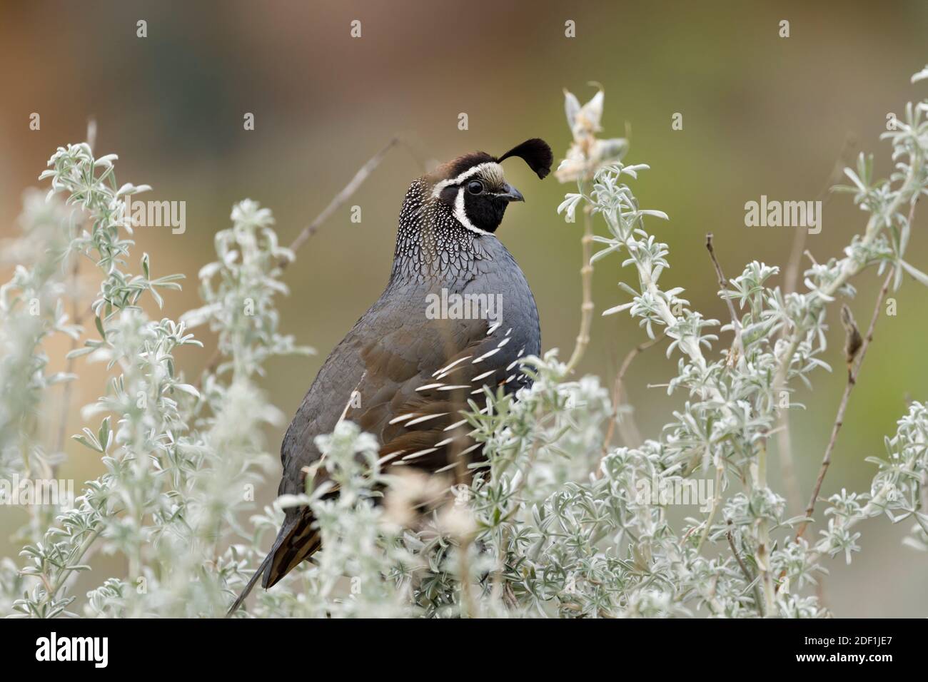 Wachteln teilweise versteckt, während im Grünen thront Stockfoto