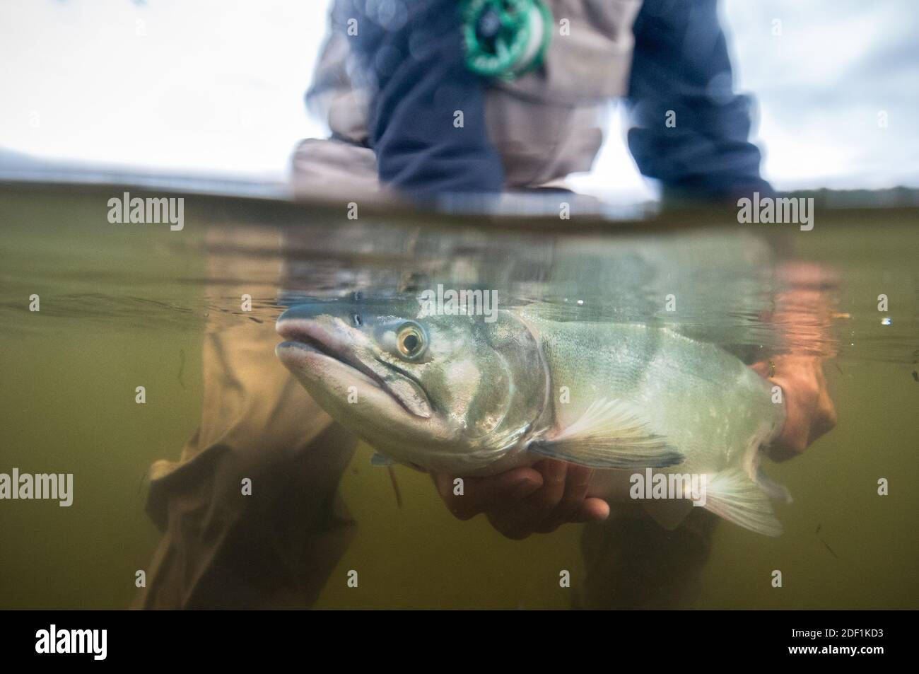 Überunterdrückter Schuss von Fliegenfischer, der einen alaskischen rosa Lachs hält Stockfoto