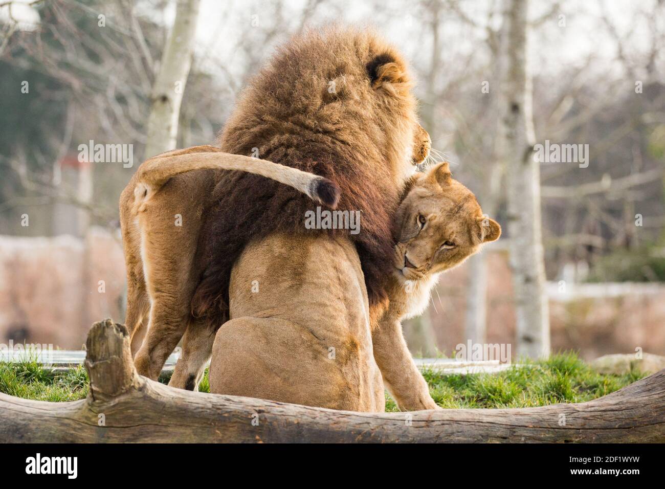 Südostafrikanischer Löwe mit Weibchen - Löwe von Afrique du Sud lionne im ZooParc von Beauval in Saint-Aignan-sur-Cher, Frankreich am 27. januar 2020. Foto von Nasser Berzane/ABACAPRESS.COM Stockfoto